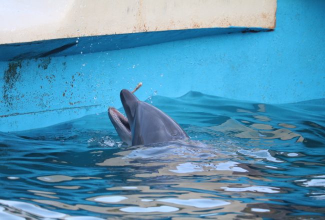 Captive bottlenose dolphin, Taiji, Whale Museum