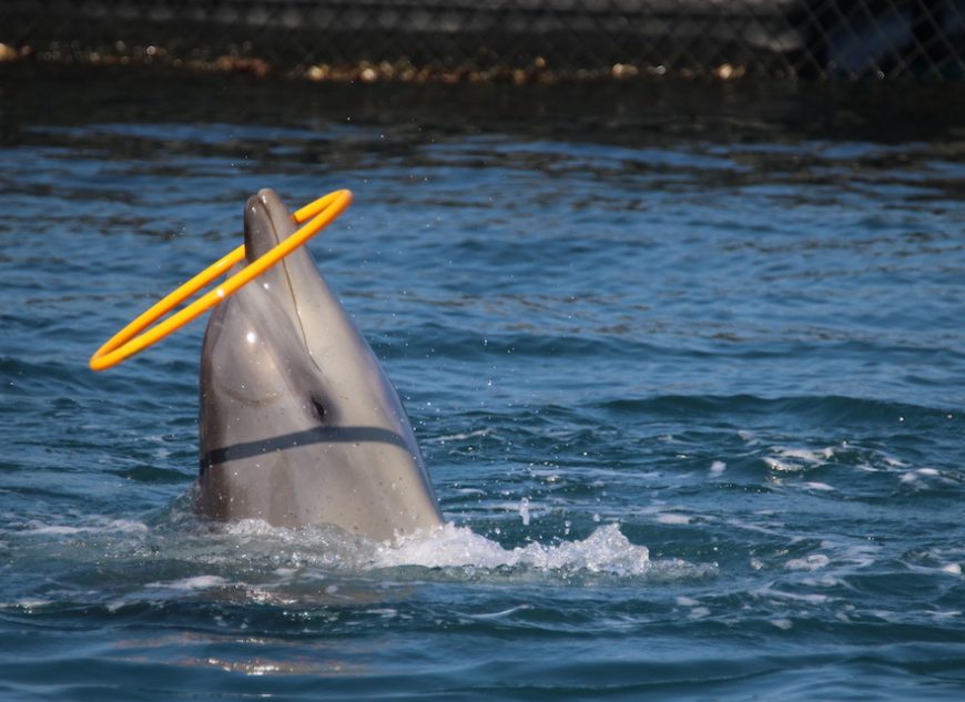 captivity, bottlenose dolphins, swim-with-dolphins programs