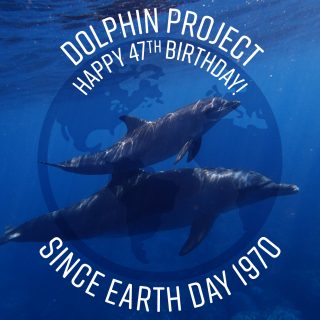 Happy 47th Birthday Dolphin Project!