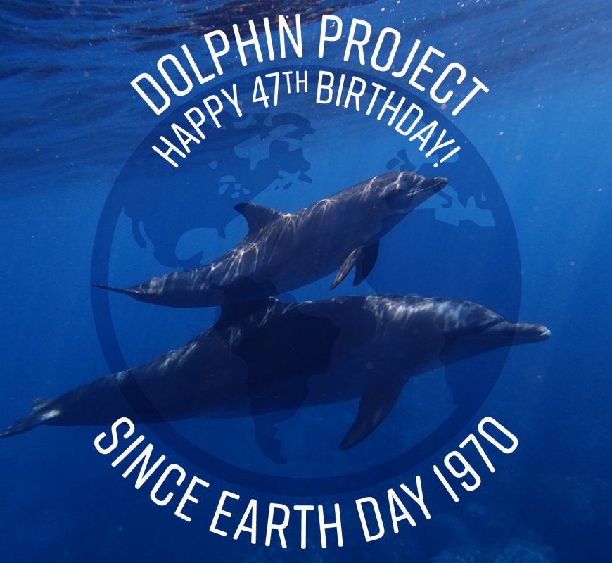 Happy 47th Birthday Dolphin Project!
