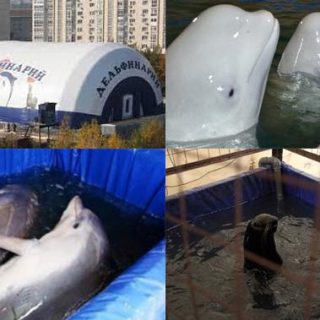 BREAKING: Russia to ban traveling dolphin shows and contact zoos