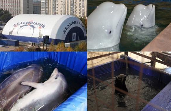 BREAKING: Russia to ban traveling dolphin shows and contact zoos