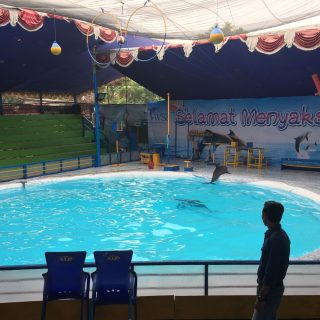 Indonesia’s Traveling Dolphin Circuses