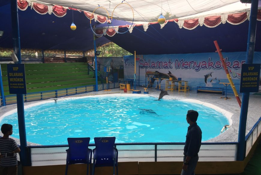 Indonesia’s Traveling Dolphin Circuses