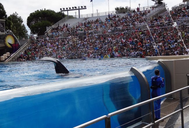 Orca at SeaWorld San Diego