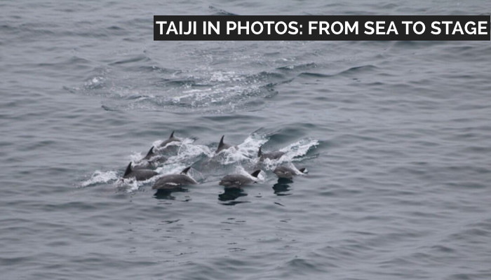 Bottlenose dolphins being hunted, Taiji, Japan