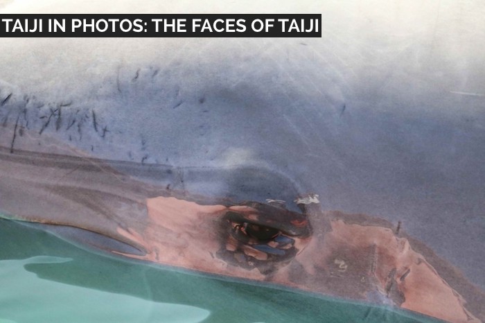 Taiji Dolphin Hunting and Capture Photos