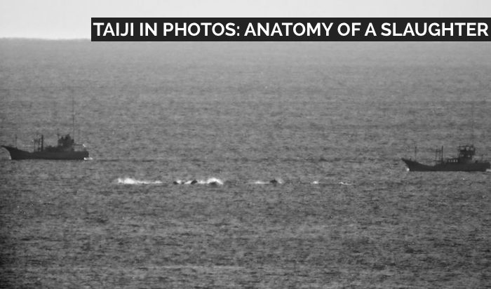 Dolphins being hunted in Taiji, Japan