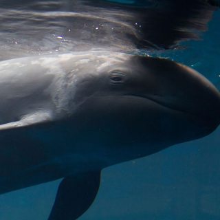 Chester, False Killer Whale, Vancouver Aquarium