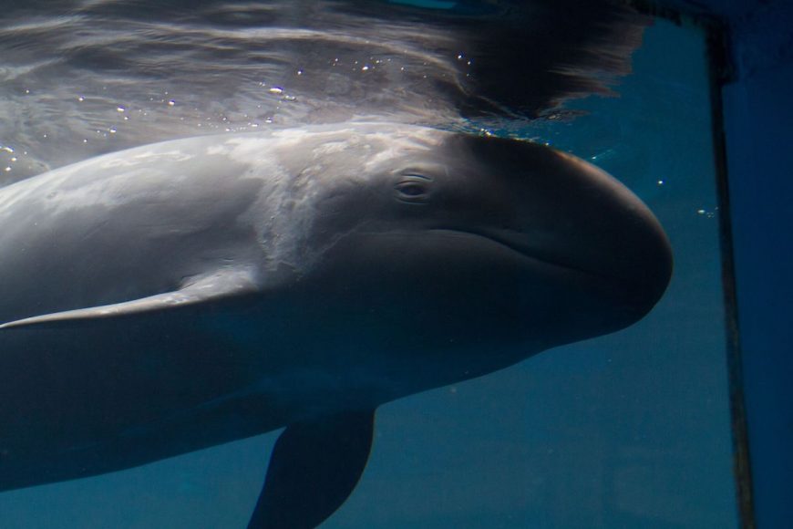 Chester, False Killer Whale, Vancouver Aquarium