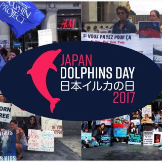 Japan Dolphins Day 2017 Taiji Dolphin Project