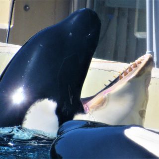 Kasatka, SeaWorld
