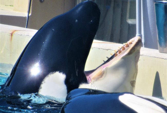 Kasatka, SeaWorld