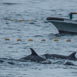 Taiji Japan’s notorious dolphin hunts