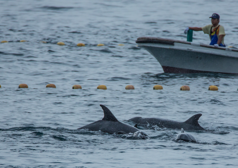 Taiji Japan’s notorious dolphin hunts