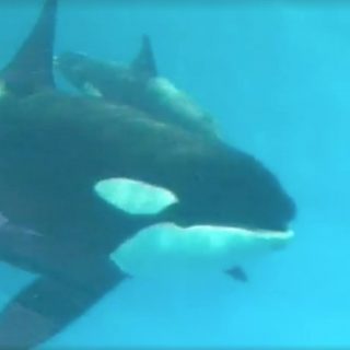 Baby Kyara dies at SeaWorld San Antonio, Texas