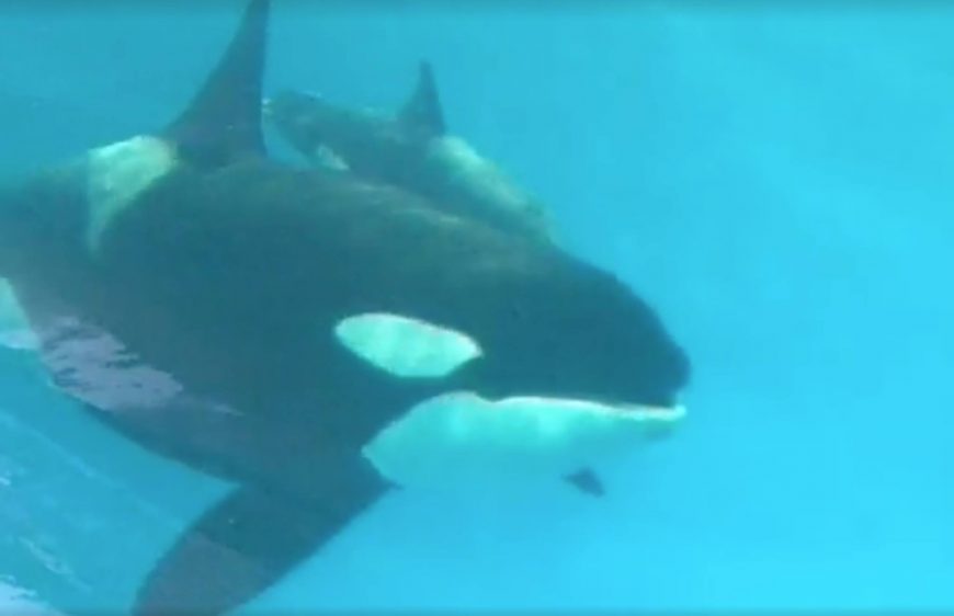 Baby Kyara dies at SeaWorld San Antonio, Texas