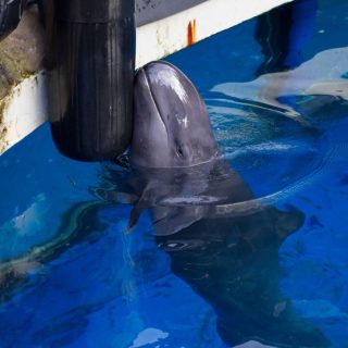 Chester, false killer whale, Vancouver Aquarium
