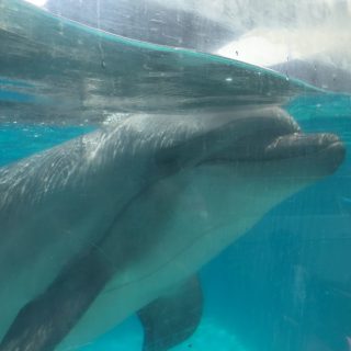 Captive bottlenose dolphin