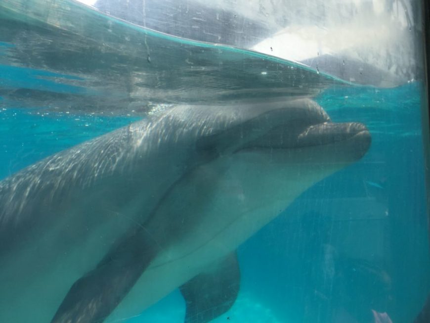 Captive bottlenose dolphin