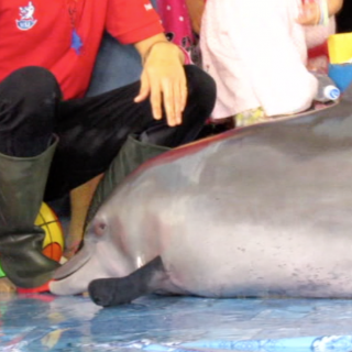 Indonesia’s traveling dolphin circuses