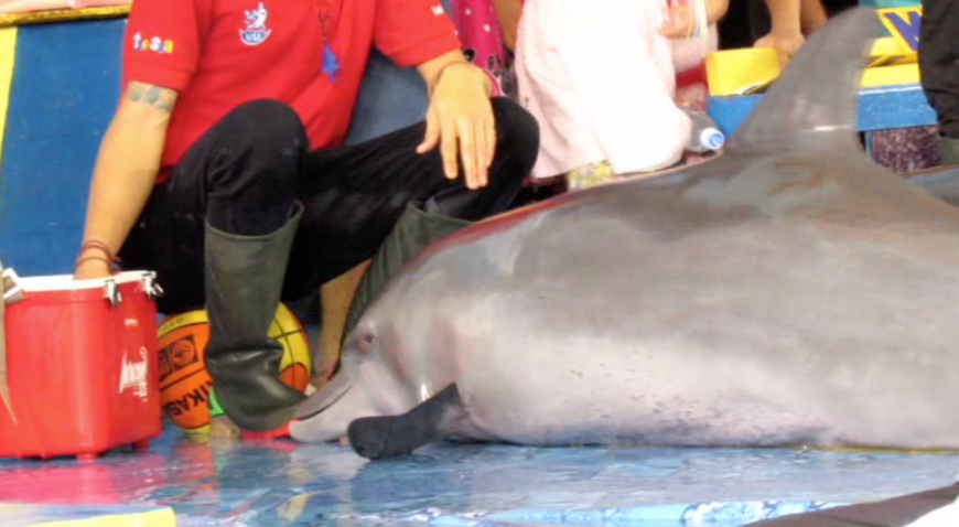 Indonesia’s traveling dolphin circuses