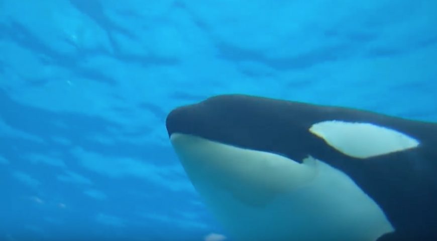 Kasatka, SeaWorld