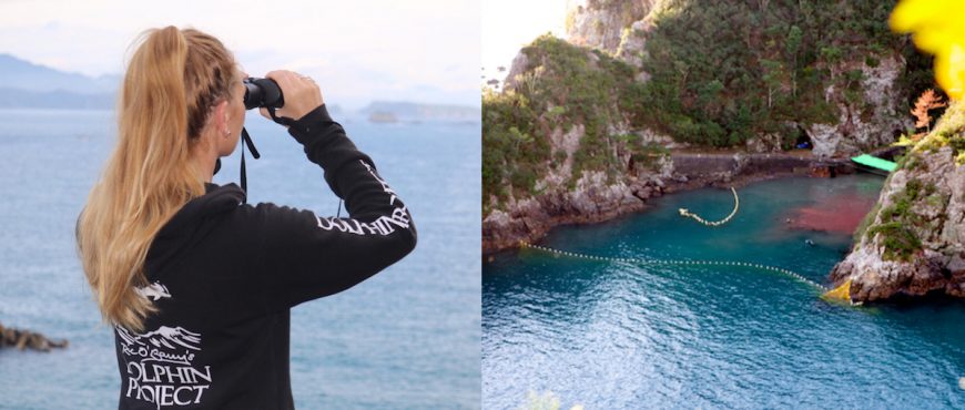 Dolphin Project Returns to Taiji