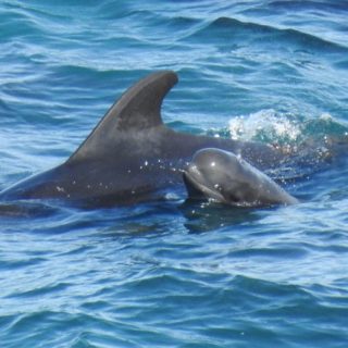 Mom and baby pilot whales driven into the cove, Taiji, Japan