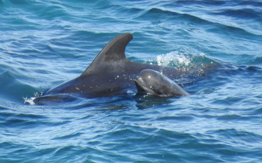 Mom and baby pilot whales driven into the cove, Taiji, Japan