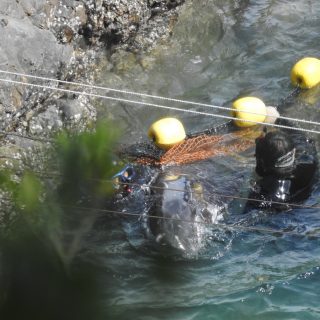 Terrified Risso’s dolphin pulled off rocks, only to be slaughtered shortly after, Taiji, Japan