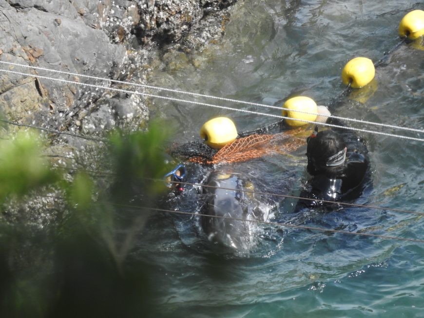 Terrified Risso’s dolphin pulled off rocks, only to be slaughtered shortly after, Taiji, Japan