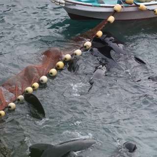 Pilot whales panic after being driven into the cove, Taiji, Japan.