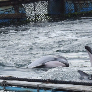 The Cove, Taiji, Japan, Dolphin Hunting, Dolphin Slaughters, Dolphin Drives, Captivity, Dolphin Project Cove Monitors