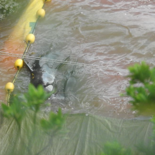 Exhausted pilot whales swim in the blood of their dead pod members, Taiji, Japan.