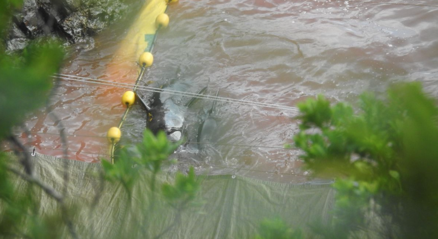 Exhausted pilot whales swim in the blood of their dead pod members, Taiji, Japan.
