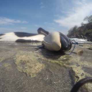 Family of orcas killed illegally in Lamalera, Indonesia