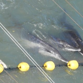 Rough-toothed dolphins driven into the cove, Taiji, Japan, 10-11-17