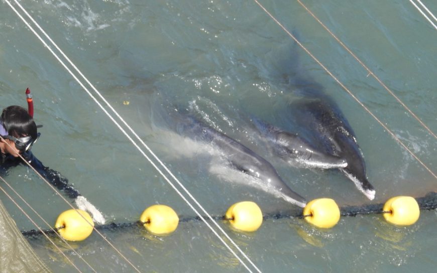 Rough-toothed dolphins driven into the cove, Taiji, Japan, 10-11-17