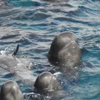 Pilot whales await their cruel fate, Taiji, Japan