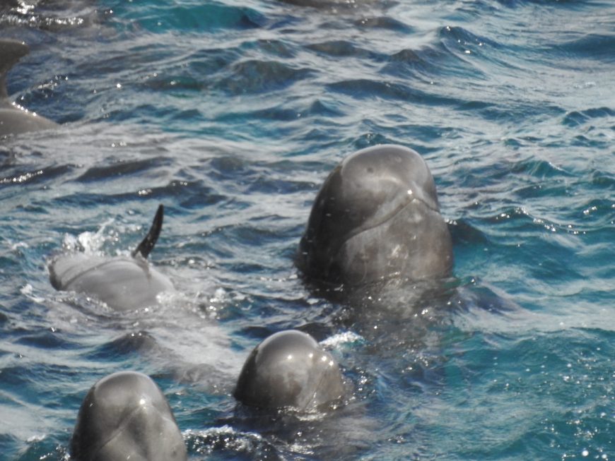 Pilot whales await their cruel fate, Taiji, Japan