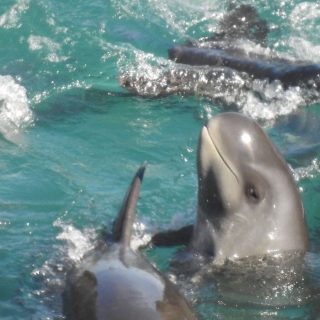 Pygmy killer whales driven into the cove, Taiji, Japan