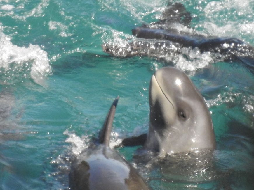 Pygmy killer whales driven into the cove, Taiji, Japan