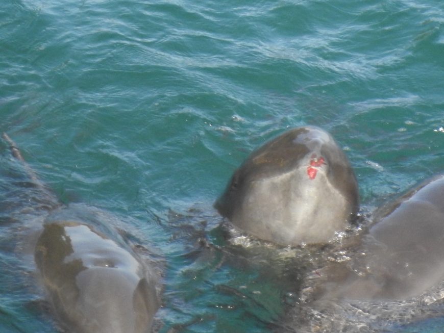 Injured melon-headed whale after being driven into The Cove, Taiji, Japan