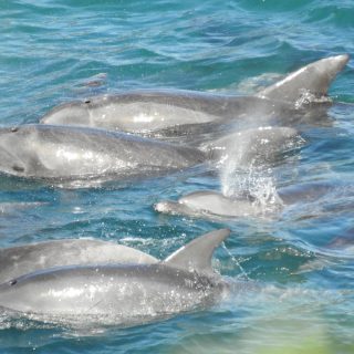 First pod of bottlenose dolphins captured for 2017/18 season, Taiji, Japan