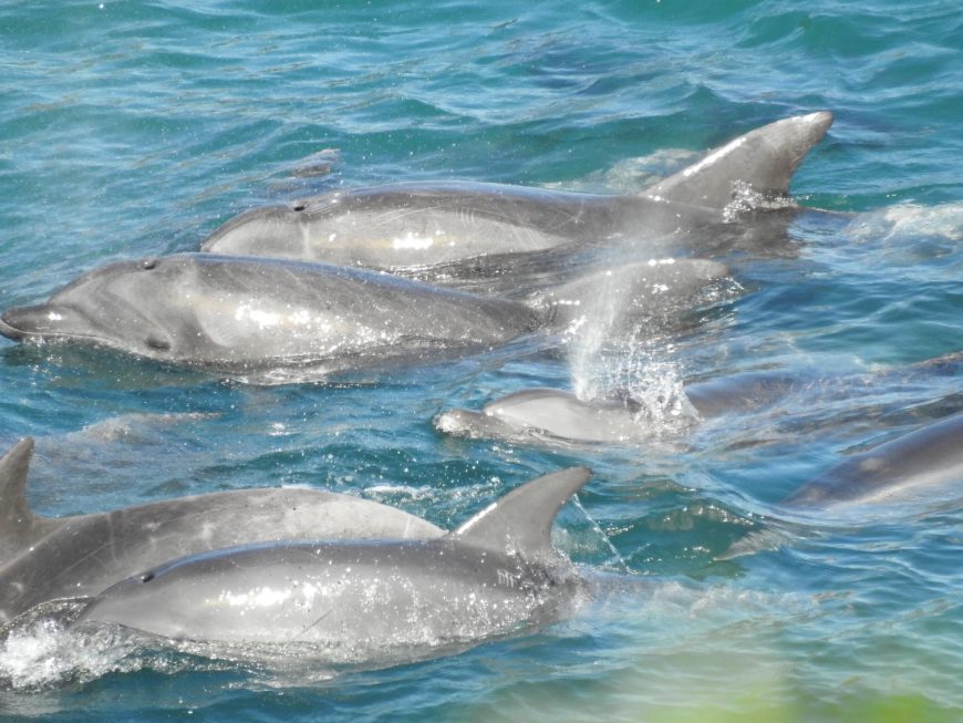 First pod of bottlenose dolphins captured for 2017/18 season, Taiji, Japan
