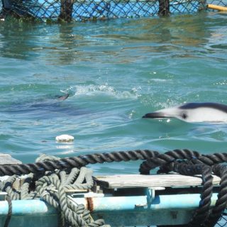 Floating in sea pens - captive Pacific white-sided dolphin, Taiji, Japan