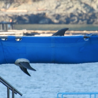 Dolphin is transferred out of Taiji’s harbor pens to destinations unknown.