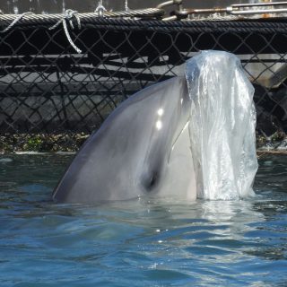 Captive bottlenose dolphin entertains itself with plastic bag, Taiji, Japan