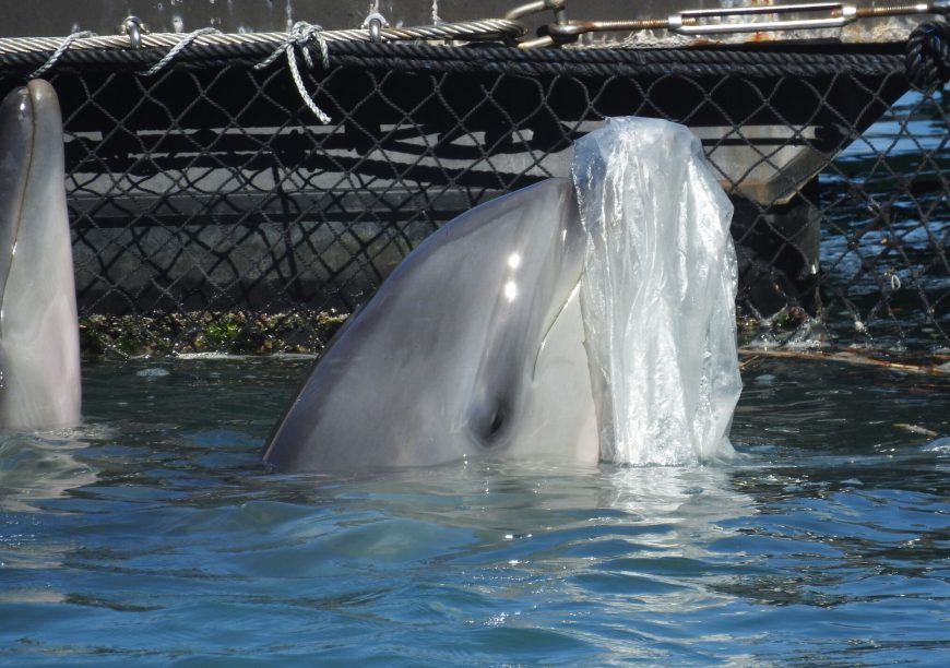 Captive bottlenose dolphin entertains itself with plastic bag, Taiji, Japan